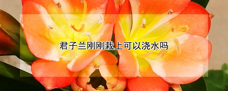 君子兰刚刚栽上可以浇水吗（君子兰栽好后可以直接浇水吗?）