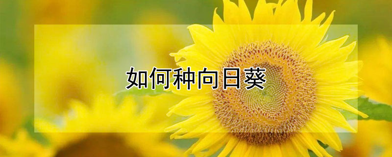 如何种向日葵（如何种向日葵的过程图片）