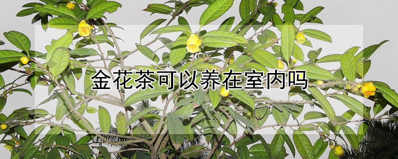 金花茶可以养在室内吗 金花茶在北方室内能养活吗