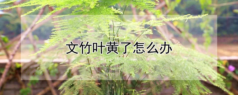 文竹叶黄了怎么办 文竹叶子发黄了怎么补救