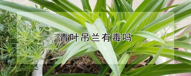 青叶吊兰有毒吗（吊兰花叶子有毒吗）