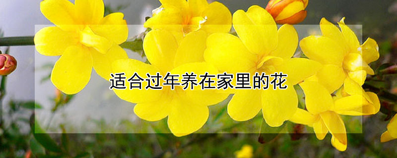适合过年养在家里的花（春节适合在家养的花）