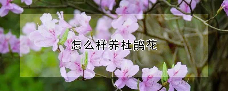 怎么样养杜鹃花（咋样养杜鹃花）