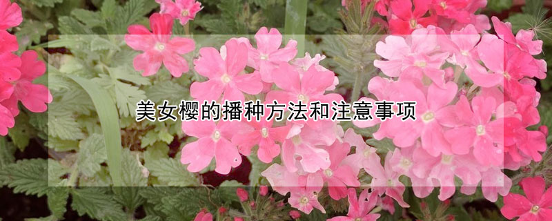 美女樱的播种方法和注意事项 美女樱种子的养殖方法和注意事项