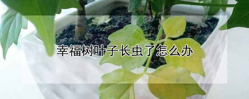 幸福树叶子长虫了怎么办 幸福树长虫掉叶子是怎么回事