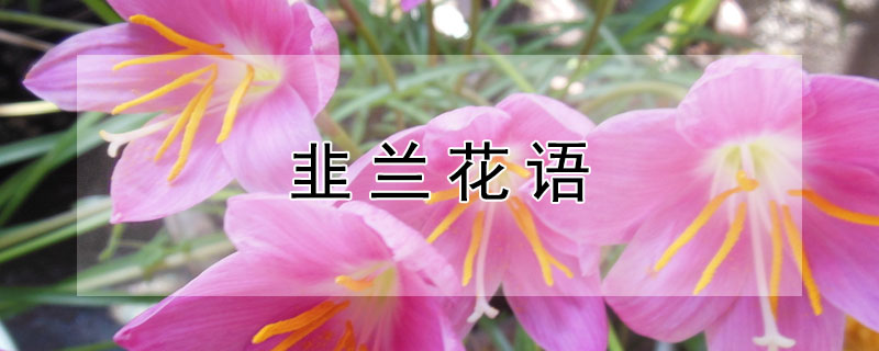 韭兰花语（韭兰花语:坚强勇敢的面对）
