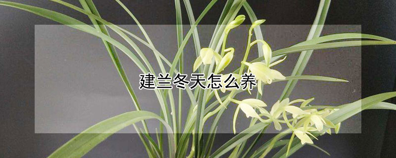 建兰冬天怎么养 建兰冬天怎么养殖方法