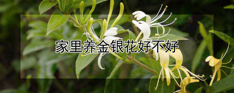 家里养金银花好不好 家养金银花好不好吗?
