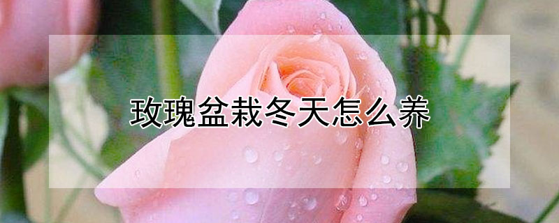 玫瑰盆栽冬天怎么养（冬季养玫瑰花栽培技术）