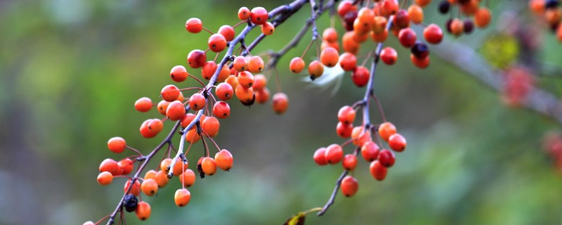 秋海棠象征什么(秋海棠的意象)