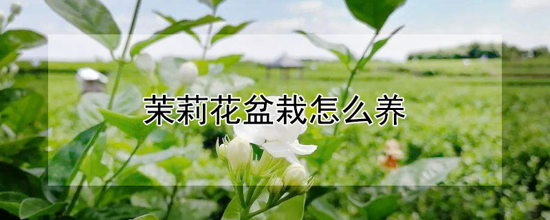茉莉花盆栽怎么养 茉莉花盆栽怎么养才长得好