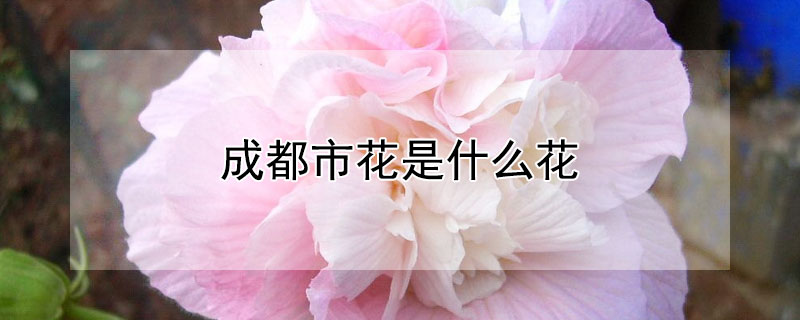 成都市花是什么花(四川成都市花是什么花)