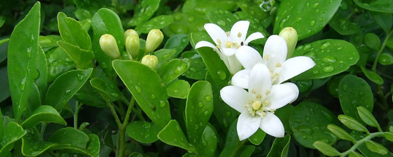 七里香花语（七里香花语是什么意思）