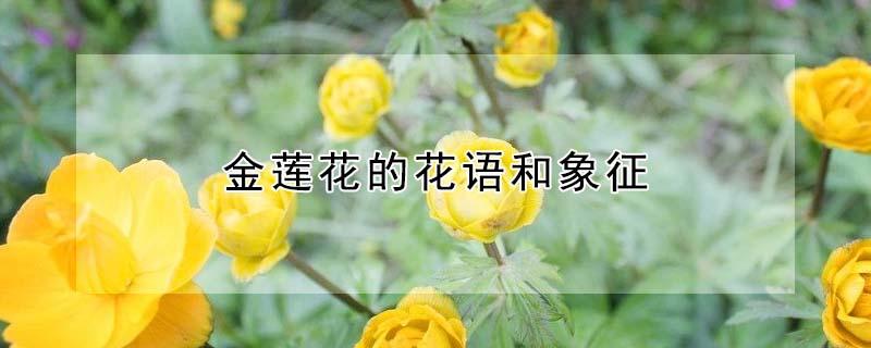 金莲花的花语和象征（金莲花寓意）