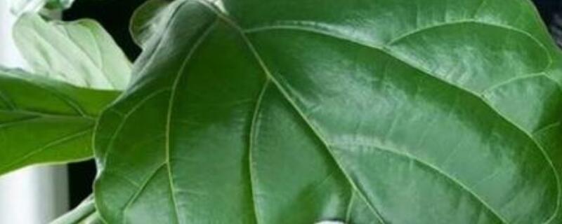 琴叶榕的花语（小叶榕的花语）