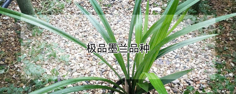 极品墨兰品种（极品墨兰品种图片）