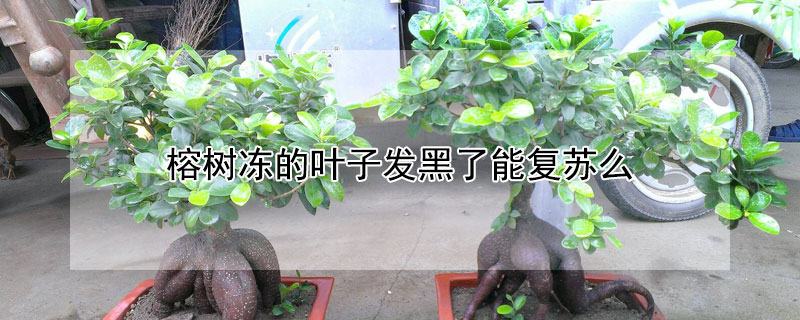 榕树冻的叶子发黑了能复苏么（榕树冻了落叶怎么办）