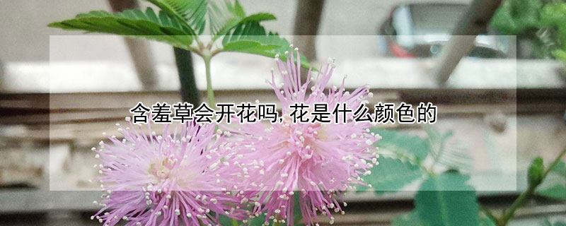 含羞草会开花吗,花是什么颜色的 含羞草开的花是什么颜色的
