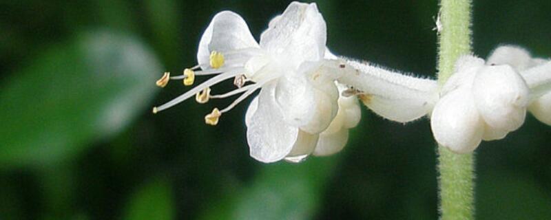 杜若花的花语（杜若花的花语是什么）