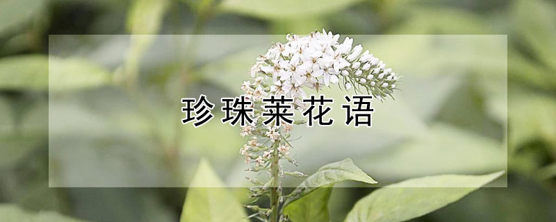 珍珠莱花语 珍珠李花花语