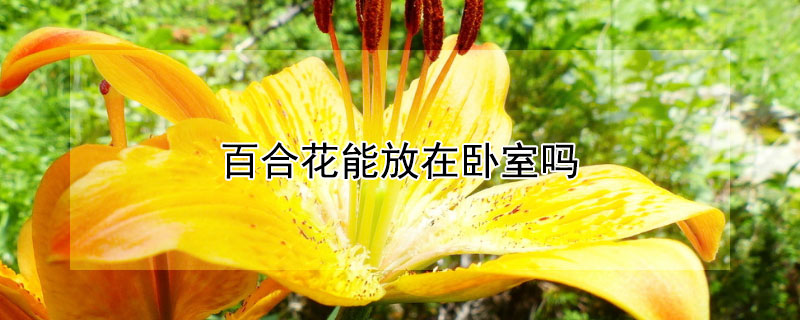 百合花能放在卧室吗 百合花可以放在卧室吗