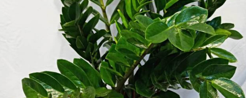 金钱树的寓意(金钱树的寓意和象征在办公室摆放位置)