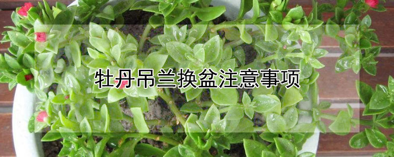 牡丹吊兰换盆注意事项（吊兰的换盆方法和注意事项）