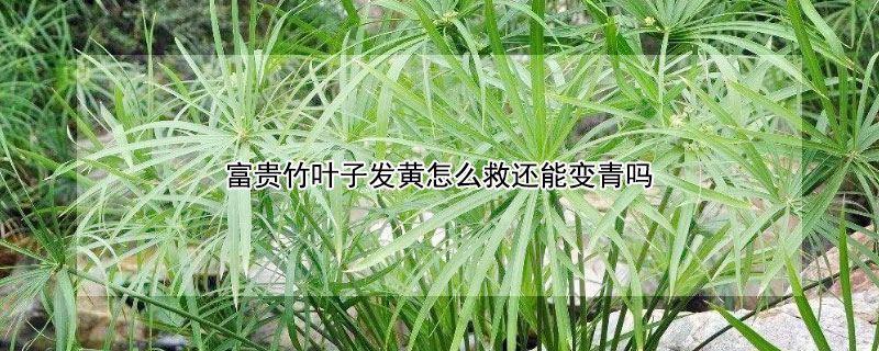 富贵竹叶子发黄怎么救还能变青吗（富贵竹叶变黄了怎么办?）