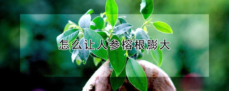 怎么让人参榕根膨大（怎样让人参榕根膨大）