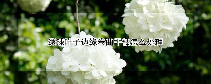 绣球叶子边缘卷曲干枯怎么处理 绣球叶片卷曲干枯