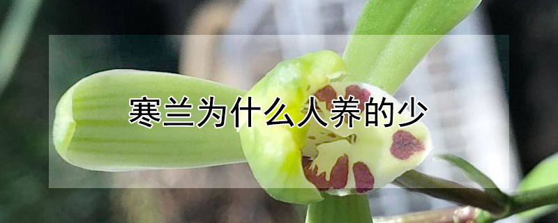 寒兰为什么人养的少（兰花寒兰好养吗）