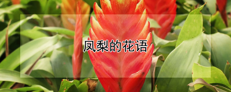 凤梨的花语 凤梨花的花语是什么