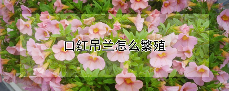 口红吊兰怎么繁殖 口红吊兰可以水培繁殖方法