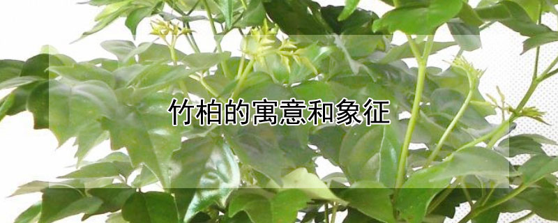 竹柏的寓意和象征(竹柏的寓意和象征风水)