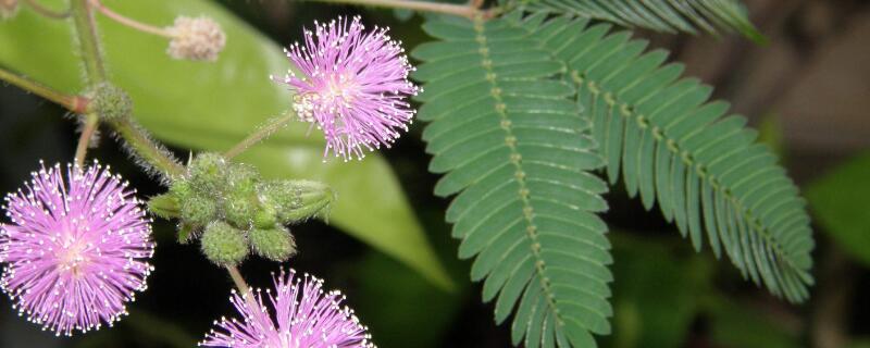 含羞草的花语是什么(含羞草的花语 含羞草代表什么)