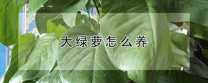 大绿萝怎么养（大绿萝怎么养才能更旺盛几天浇一次水）