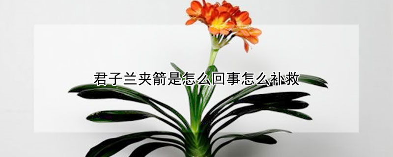 君子兰夹箭是怎么回事怎么补救（君子兰夹箭的原因及解决方法）