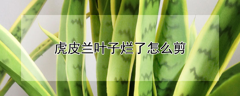 虎皮兰叶子烂了怎么剪 虎皮兰叶子烂掉了怎么办?