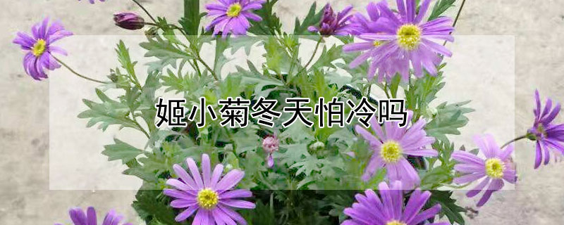 姬小菊冬天怕冷吗 姬小菊怕热吗