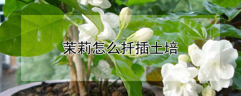 茉莉怎么扦插土培(茉莉扦插移栽)
