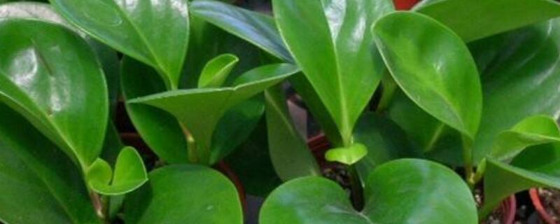 圆叶椒草花语 皱叶椒草花语