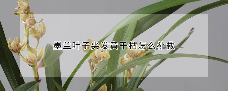 墨兰叶子尖发黄干枯怎么补救 墨兰叶子尖黄了怎么办