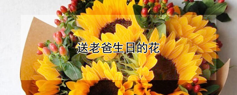 送老爸生日的花（爸爸生日送花送什么花）