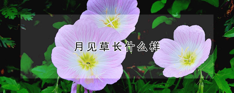 月见草长什么样 月见草长什么样子?