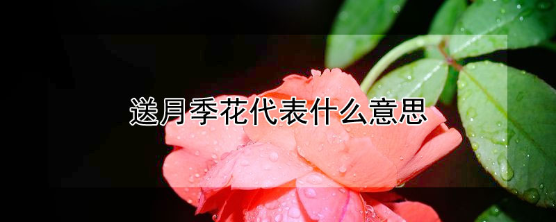 送月季花代表什么意思 月季花的含意