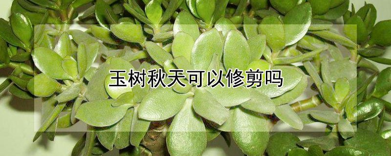 玉树秋天可以修剪吗 秋天能不能剪玉树
