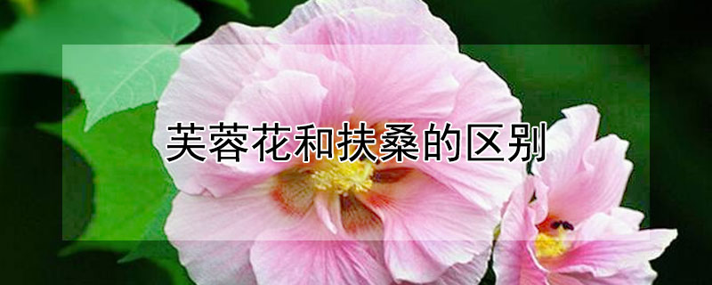 芙蓉花和扶桑的区别 芙蓉扶桑是什么花