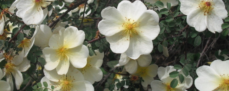 蔷薇怎么养才长得好（蔷薇盆栽如何养）