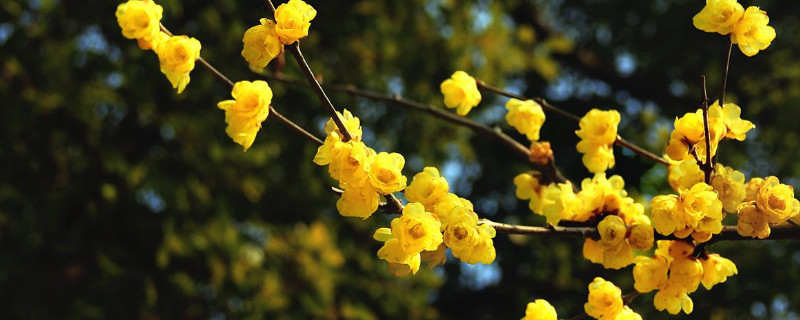冬天开的花有哪些(秋天开的花有哪些)