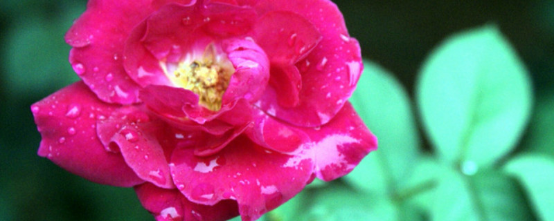 月季老根怎么种 月季裸根苗好吗